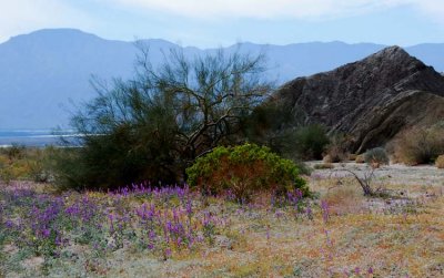 Peek at Salton Sea