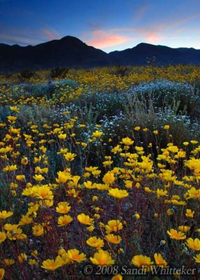 California's Desert is Blooming!