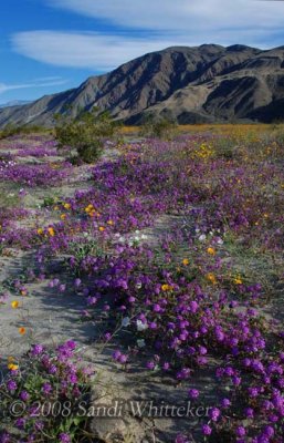 The Illusive Anza-Borrego Bloom