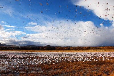 Snow Geese Getting Some Exercise