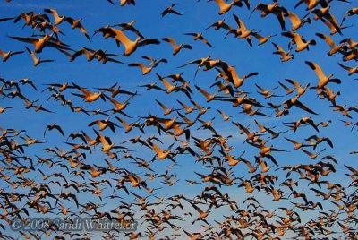 Duck!! Ok, Not Duck.. Snow Geese