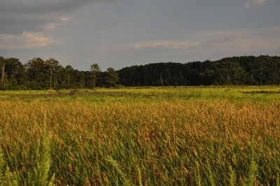 Wet Lands