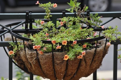 e-70-200 200mmflowers.jpg