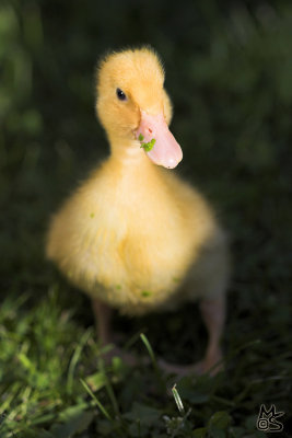 babyduck