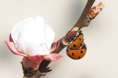 ladybird's