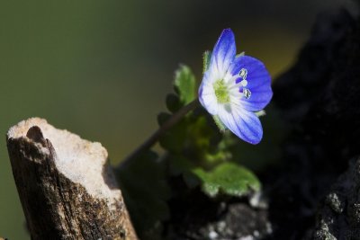 wild pansy flower