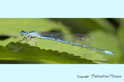 dagonfly
