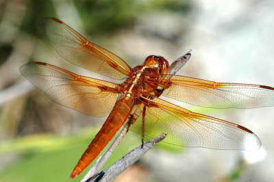 DSC_1399a.jpg