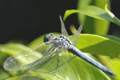 DSC_1388a.jpg