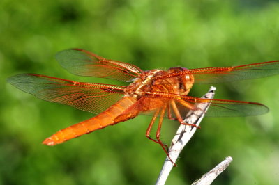 DSC_1420a.jpg