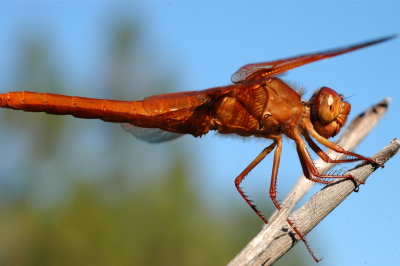 DSC_1415a.jpg