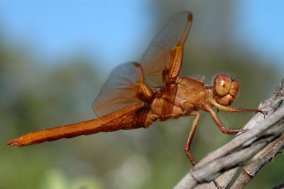 DSC_1410a.jpg