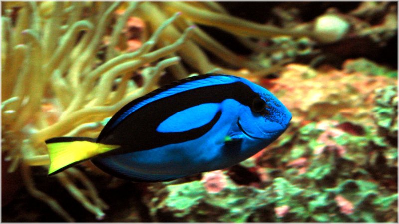 Regal Tang.jpg