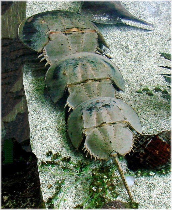 Horseshoe Crab.jpg