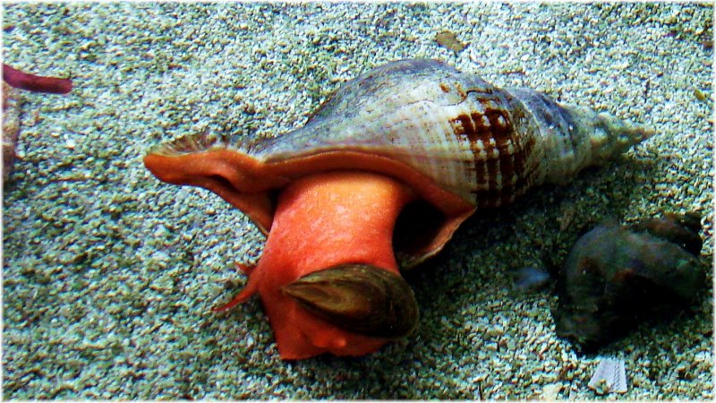 Conch.jpg