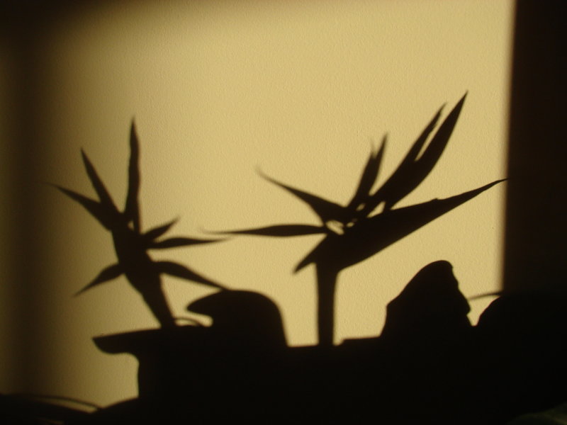Silhouette 04