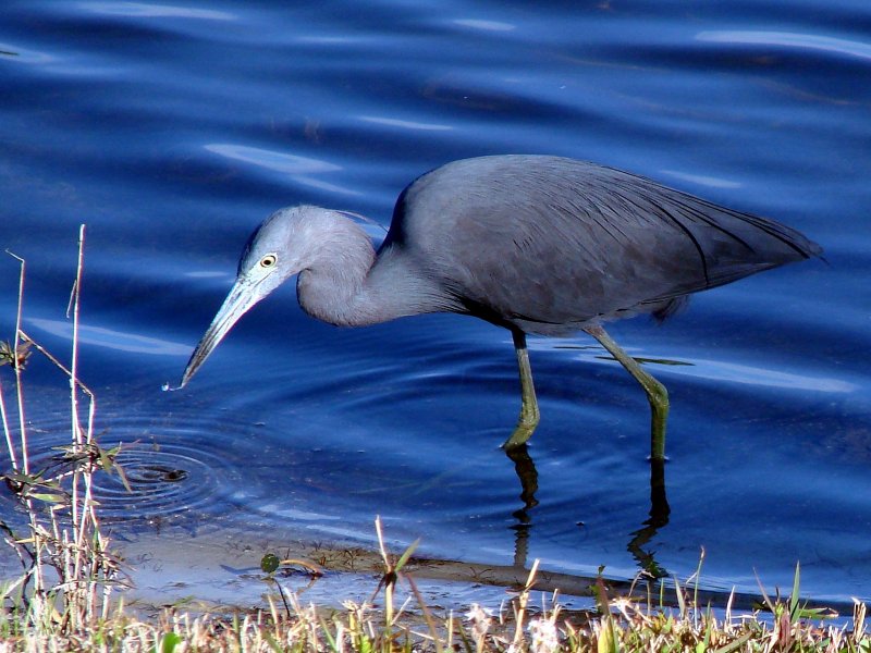Little Blue Heron 3.jpg