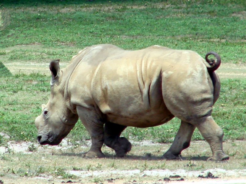 White Rhino