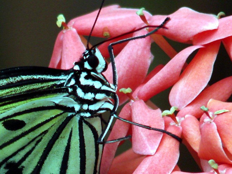 Large Tree Nymph