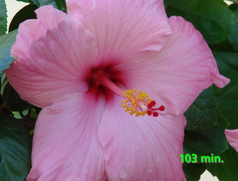hibiscus  103 min.jpg
