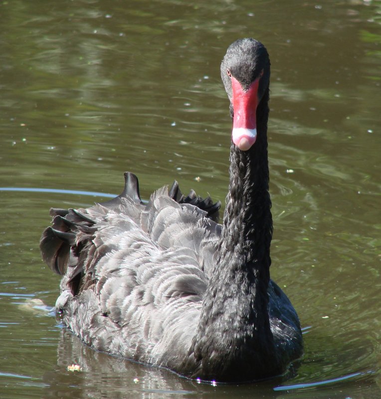 Black Swan.jpg