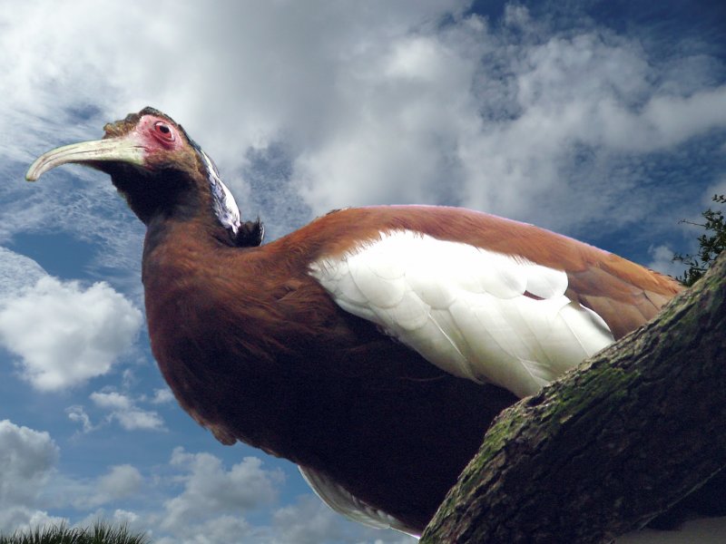 Crested ibis.jpg