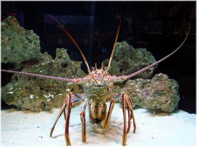 Spiny Lobster.jpg