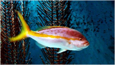 Yellowtail Snapper.jpg