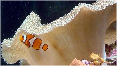 Clownfish.jpg