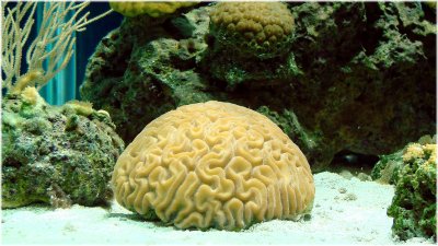 Grooved Brain Coral.jpg