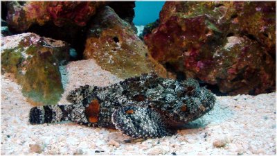 Gulf Toadfish.jpg