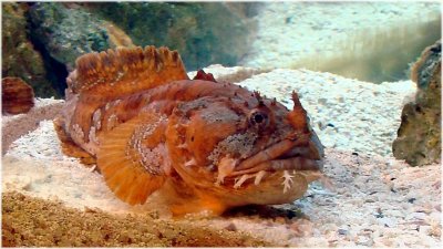 Orange Toadfish.jpg