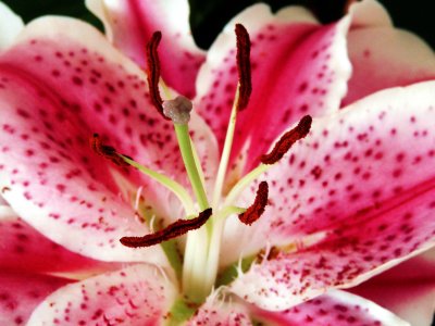 Lily 2009 013.jpg