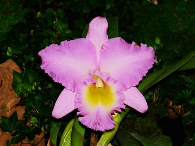 Orchids 2009 003