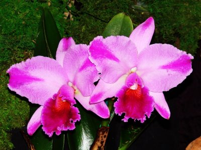 Orchids 2009 006