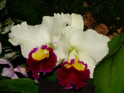 Orchids 2009 009