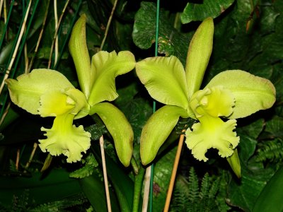 Orchids 2009 011