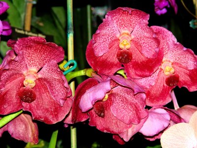 Orchids 2009 014