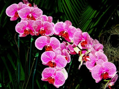 Orchids 2009 016