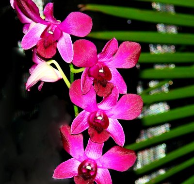Orchids 2009 018