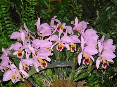 Orchids 2009 019