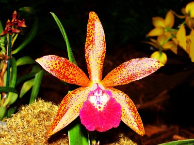 Orchids 2009 022
