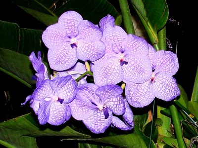 Orchids 2009 024
