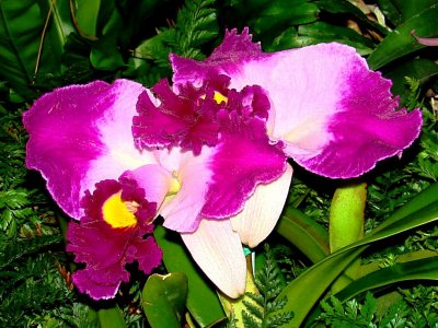 Orchids 2009 025