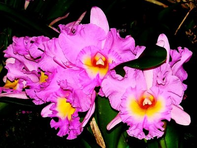 Orchids 2009 026