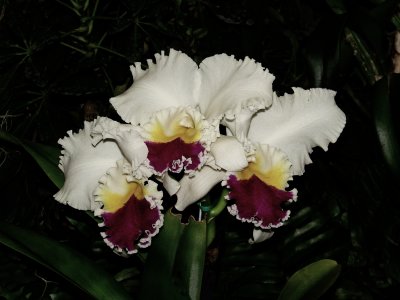 Orchids 2009 027