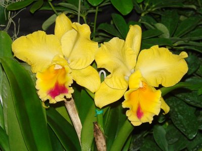 Orchids 2009 031