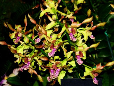 Orchids 2009 032