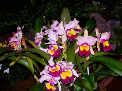 Orchids 2009 034