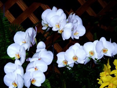 Orchids 2009 038